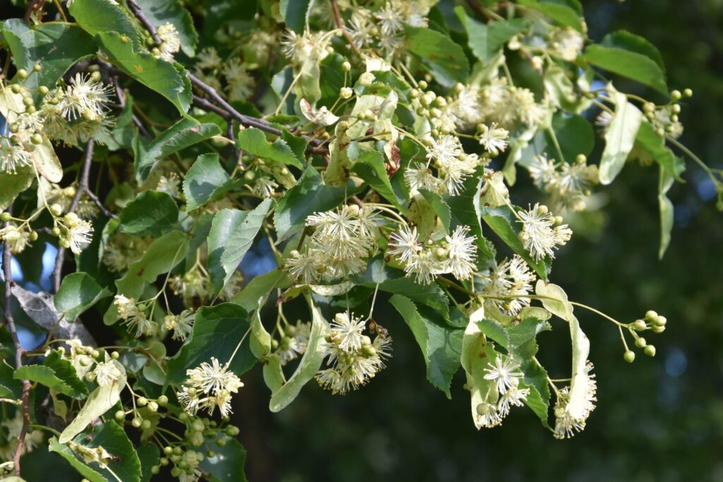późne lato w botaniku