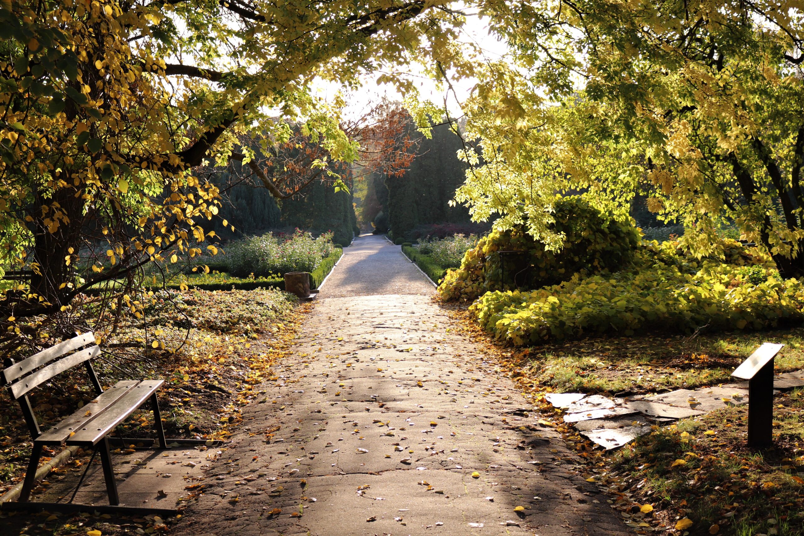 aleja jesienią w promieniach słońca